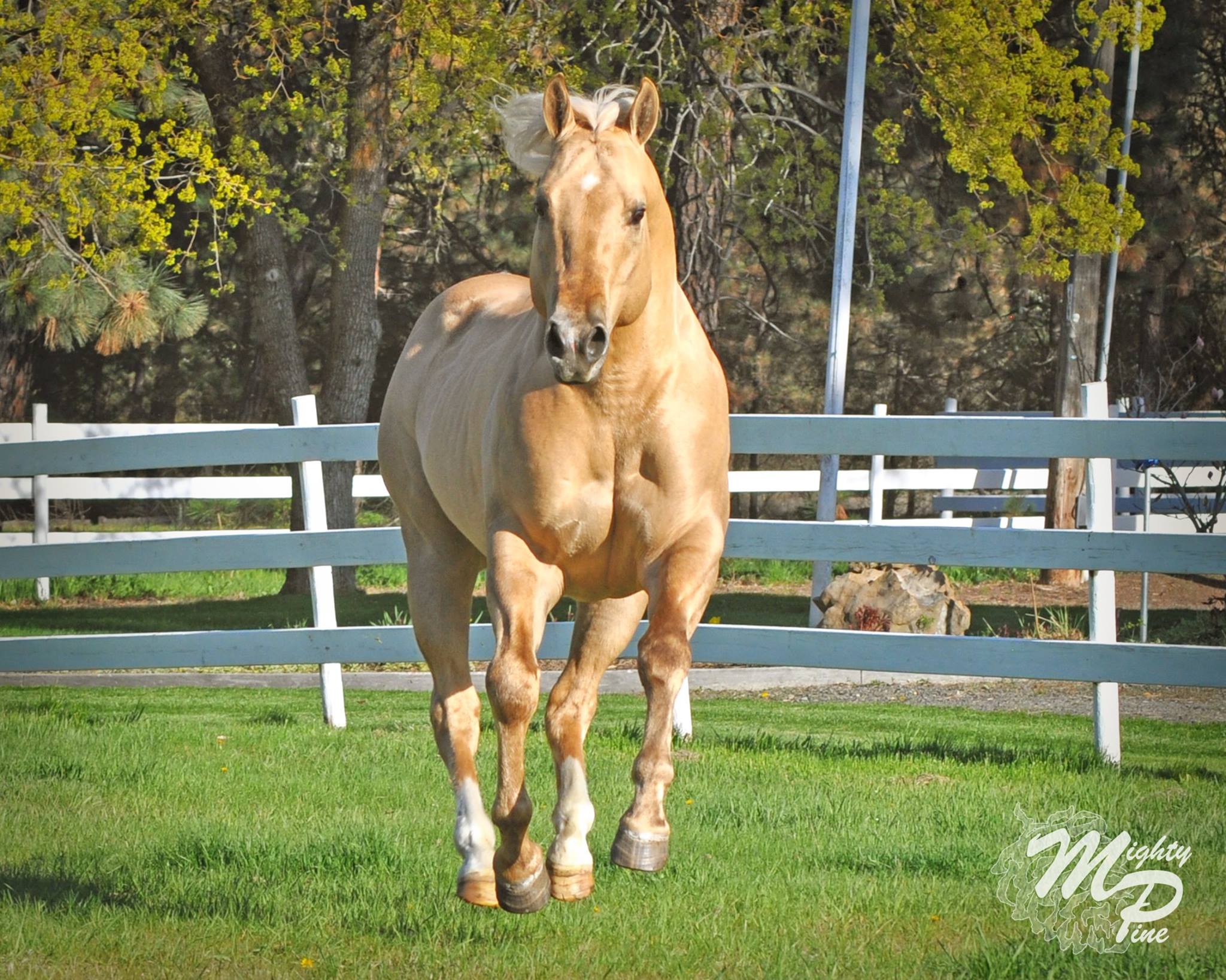 Command Bux - Dunalino Horse